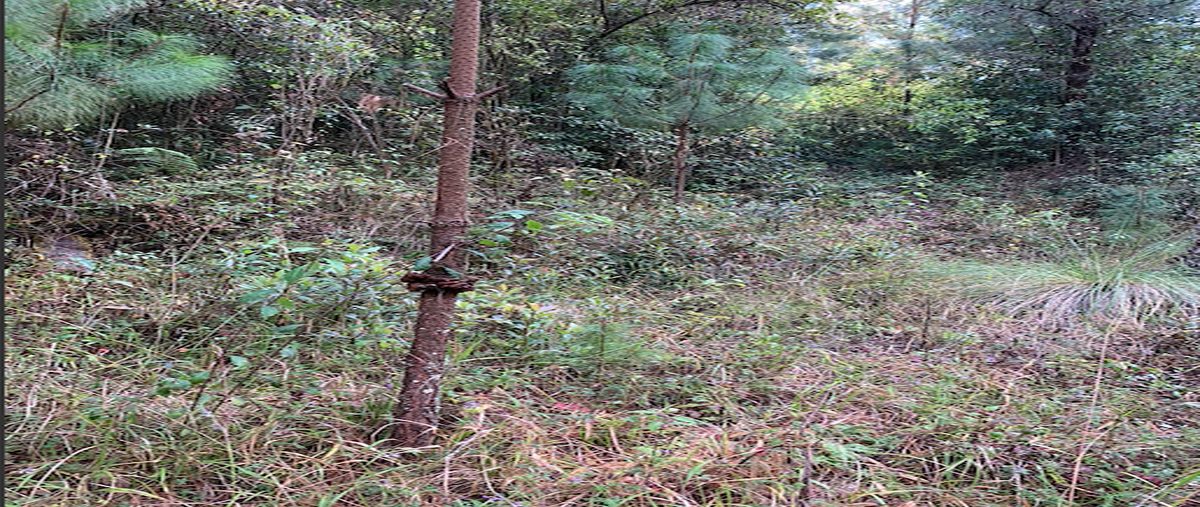 Foto de terreno habitacional en venta en  , cuadrilla de dolores, valle de bravo, méxico, 27319257 No. 04