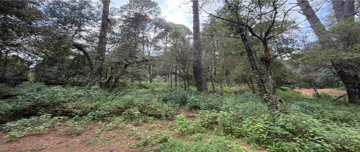 Foto de terreno habitacional en venta en  , cuadrilla de dolores, valle de bravo, méxico, 0 No. 04
