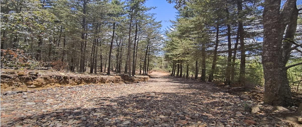 Foto de terreno habitacional en , cuanajo, pátzcuaro, michoacán de ocampo, 28166554 foto 04 Foto de terreno habitacional en venta en , cuanajo, pátzcuaro, michoacán de ocampo, 28166554 No. 04