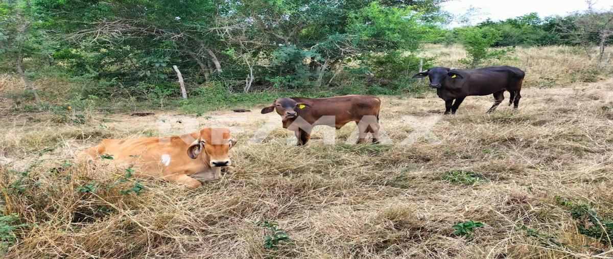 Foto de rancho en venta en cuartel segundo , ozuluama de mascareñas, ozuluama de mascareñas, veracruz de ignacio de la llave, 0 No. 04