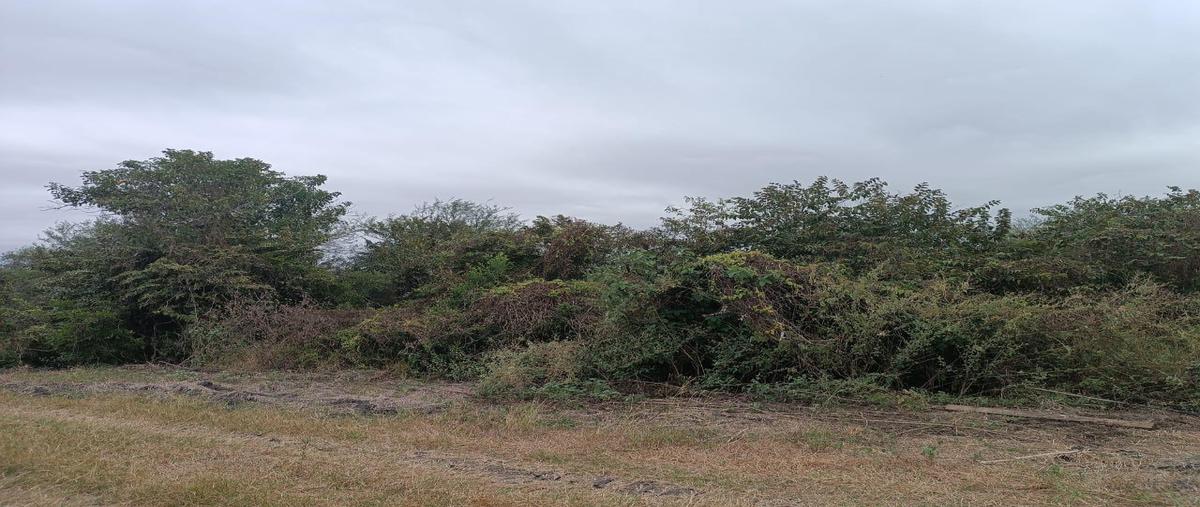 Foto de terreno habitacional en venta en  , cuauhtémoc, altamira, tamaulipas, 0 No. 05