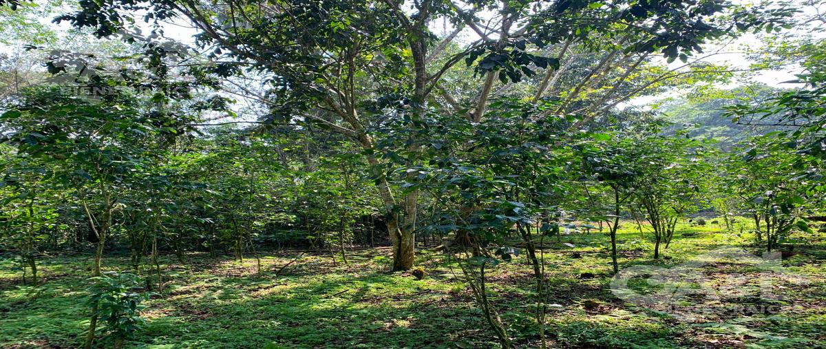 Foto de terreno habitacional en venta en  , cuauhtémoc, coatepec, veracruz de ignacio de la llave, 0 No. 05