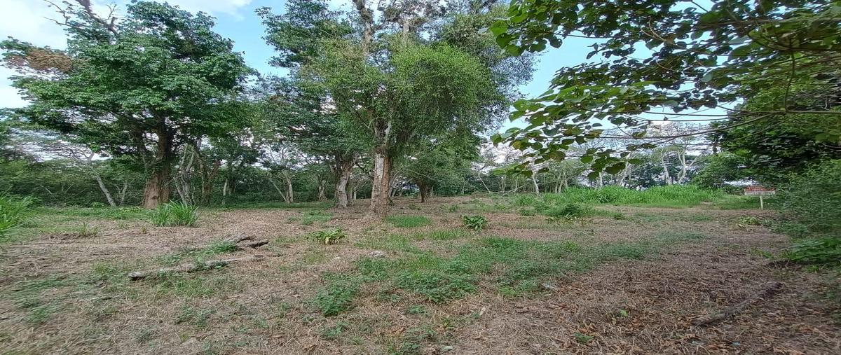 Foto de terreno habitacional en venta en  , cuauhtemoc, coatepec, veracruz de ignacio de la llave, 29968410 No. 05