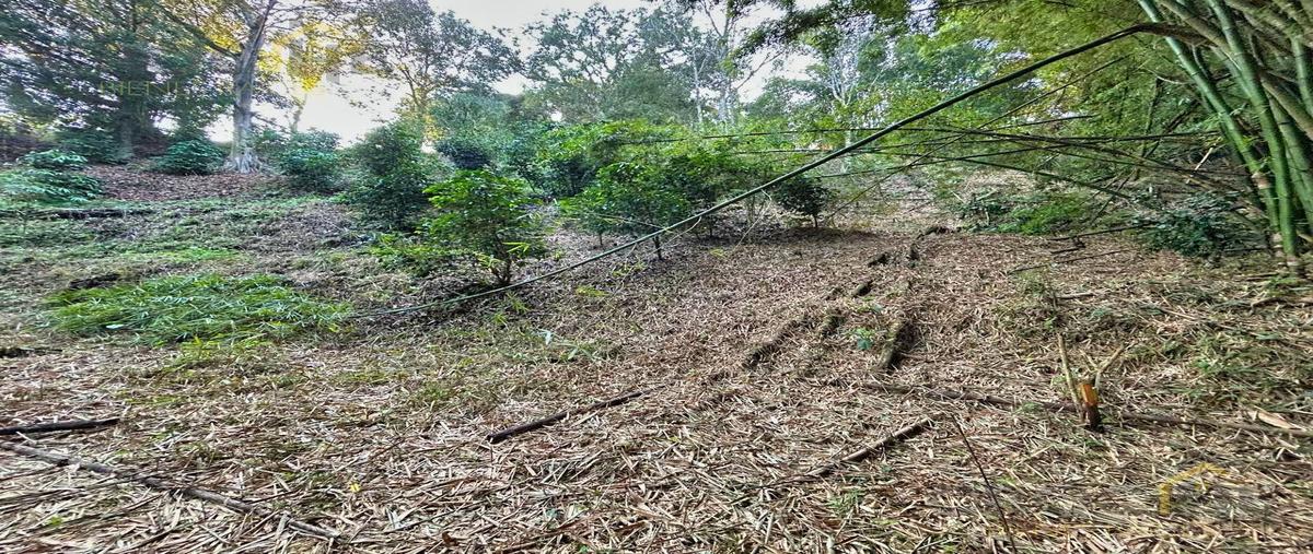Foto de terreno habitacional en venta en  , cuauhtemoc, coatepec, veracruz de ignacio de la llave, 30853083 No. 05