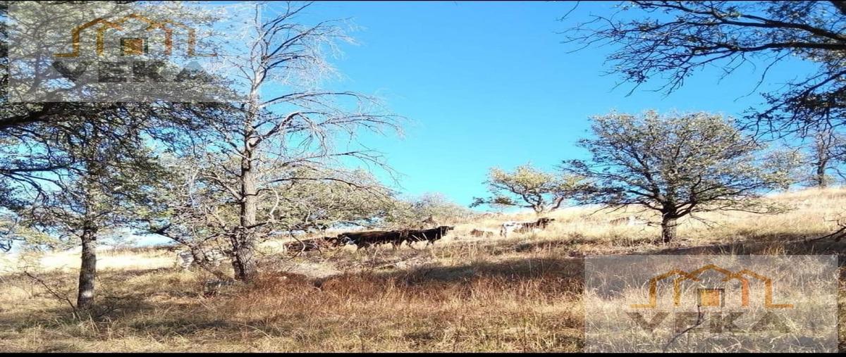 Foto de rancho en , cusi, cusihuiriachi, chihuahua, 29394630 foto 03 Foto de rancho en venta en , cusi, cusihuiriachi, chihuahua, 29394630 No. 03