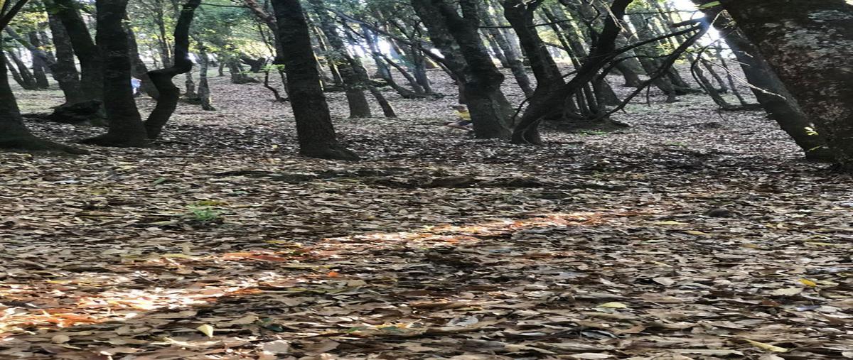 Foto de terreno comercial en venta en de los pinoshuixquilucan de salazar , cañada de alférez, lerma, méxico, 27443467 No. 05