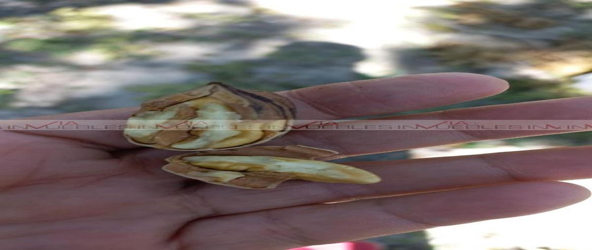 Foto de terreno industrial en venta en  , del refugio, parras, coahuila de zaragoza, 26962211 No. 04