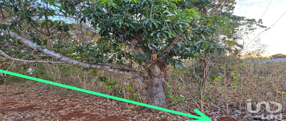 Foto de terreno habitacional en venta en diecinueve 91, san pedro, tenabo, campeche, 0 No. 05