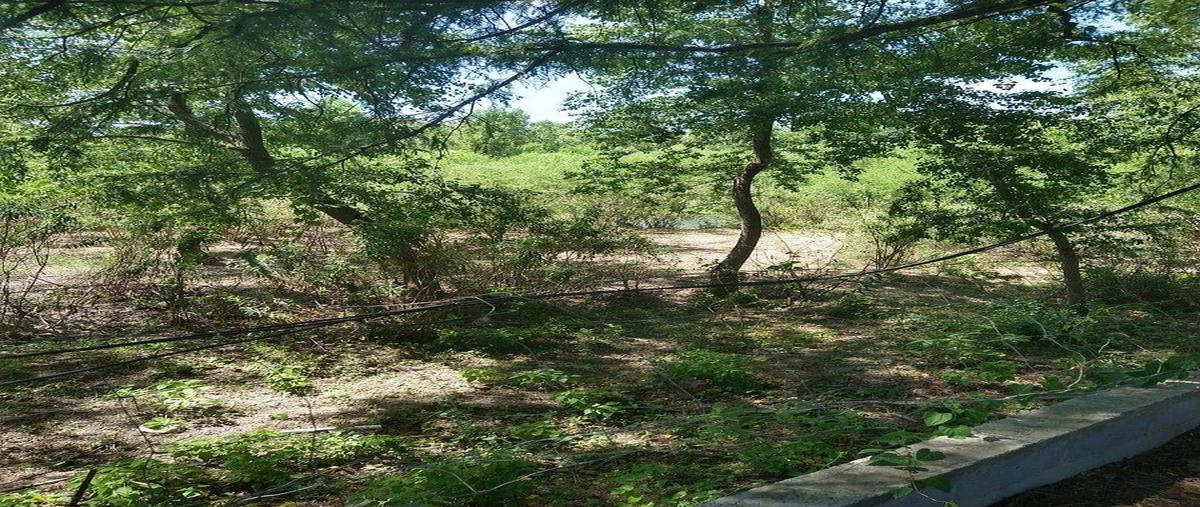 Foto de rancho en venta en doctor mier , padre mier, montemorelos, nuevo león, 0 No. 05