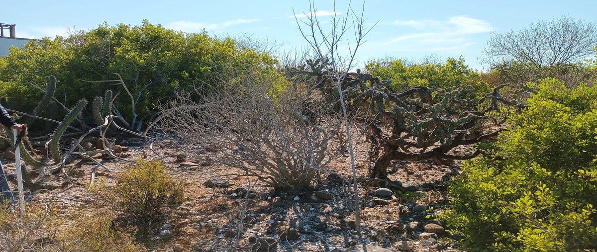 Foto de terreno habitacional en domicilio conocido , san lucas, mulegé, baja california sur, 0 foto 04 Foto de terreno habitacional en venta en domicilio conocido , san lucas, mulegé, baja california sur, 0 No. 04
