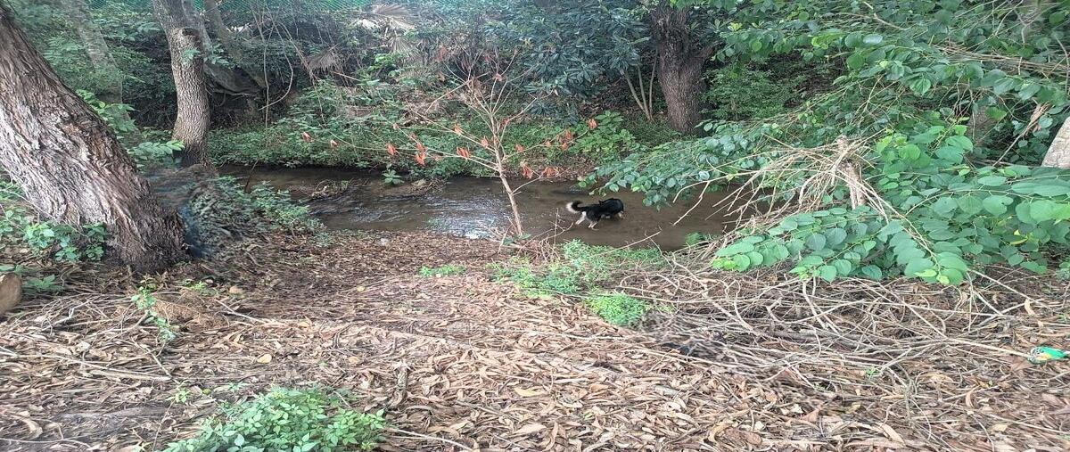 Foto de terreno habitacional en domicilio conocido , santa magdalena tilostoc, valle de bravo, méxico, 0 foto 04 Foto de terreno habitacional en venta en domicilio conocido , santa magdalena tilostoc, valle de bravo, méxico, 0 No. 04