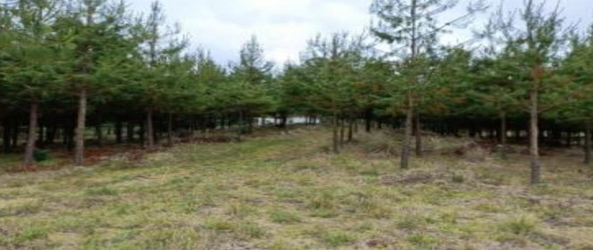Foto de terreno comercial en venta en domicilio conocido , tepoxcuautla, zacatlán, puebla, 25384535 No. 03
