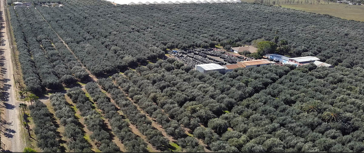 Foto de terreno habitacional en venta en domicilio conocido , valle de las palmas, tecate, baja california, 0 No. 05