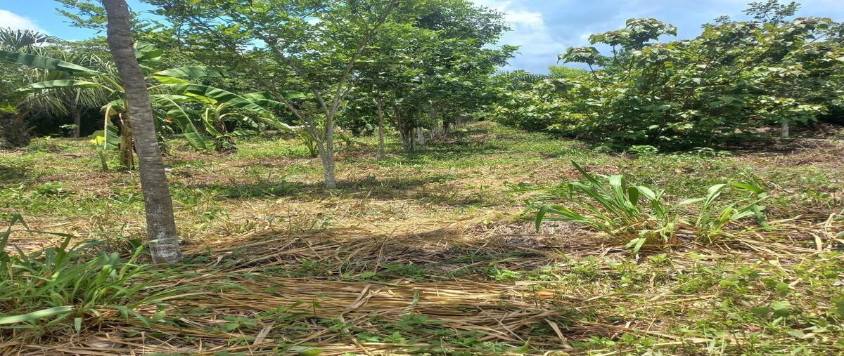 Foto de terreno habitacional en venta en  , dzacabuchen, champotón, campeche, 0 No. 03