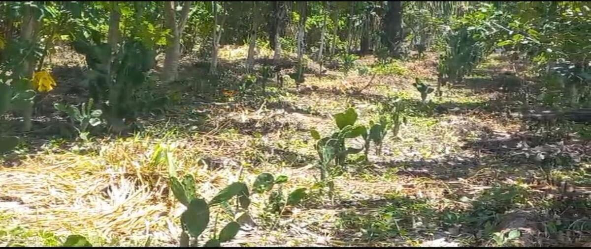 Foto de terreno habitacional en venta en  , dzacabuchen, champotón, campeche, 0 No. 04
