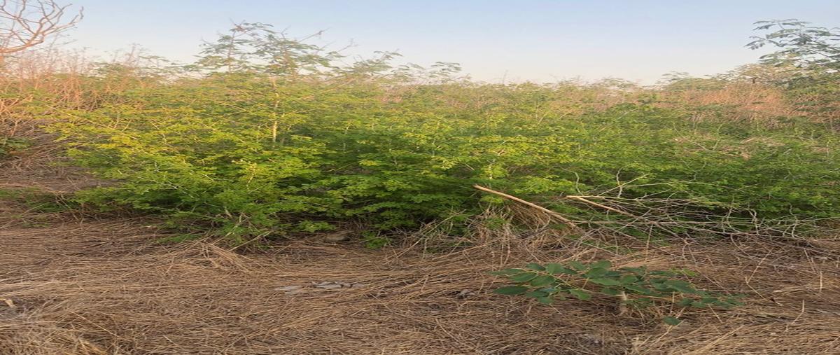 Foto de terreno habitacional en , dzidzantun, dzidzantún, yucatán, 22357203 foto 03 Foto de terreno habitacional en renta en , dzidzantun, dzidzantún, yucatán, 22357203 No. 03