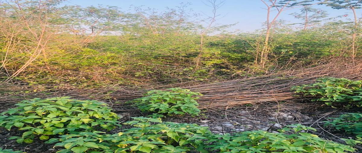 Foto de terreno habitacional en , dzidzantun, dzidzantún, yucatán, 22357203 foto 04 Foto de terreno habitacional en renta en , dzidzantun, dzidzantún, yucatán, 22357203 No. 04