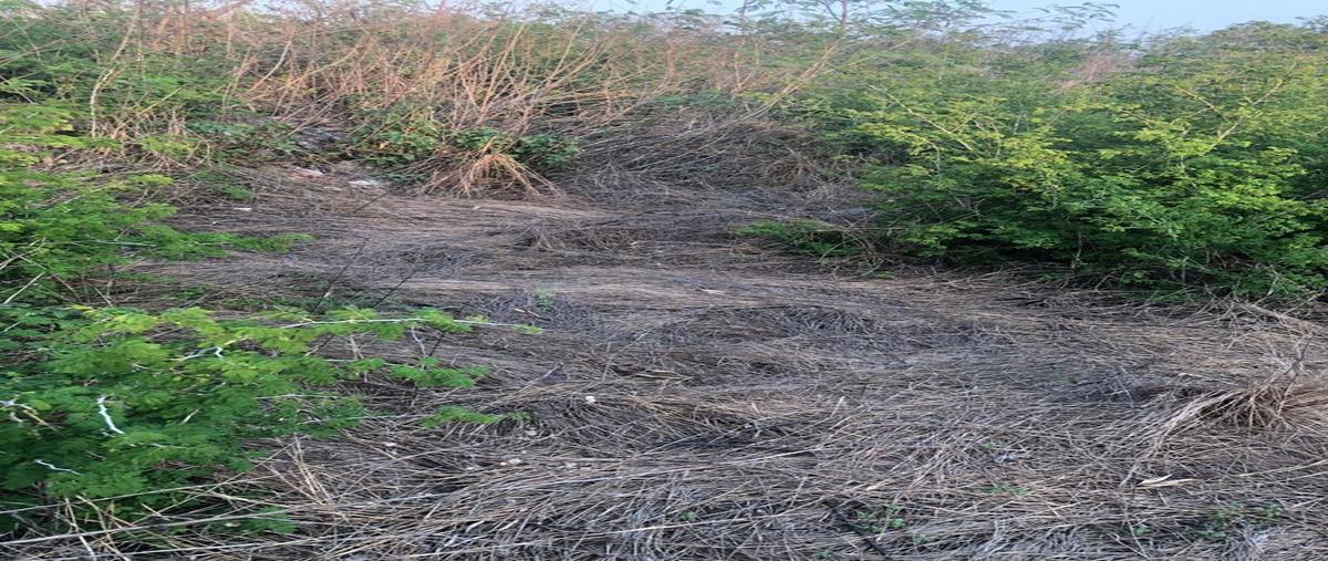 Foto de terreno habitacional en , dzidzantun, dzidzantún, yucatán, 22357203 foto 05 Foto de terreno habitacional en renta en , dzidzantun, dzidzantún, yucatán, 22357203 No. 05