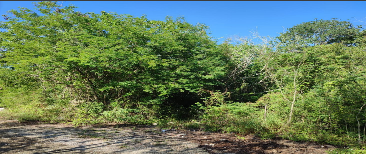 Foto de terreno habitacional en , dzidzantun, dzidzantún, yucatán, 30791670 foto 01 Foto de terreno habitacional en venta en , dzidzantun, dzidzantún, yucatán, 30791670 No. 01