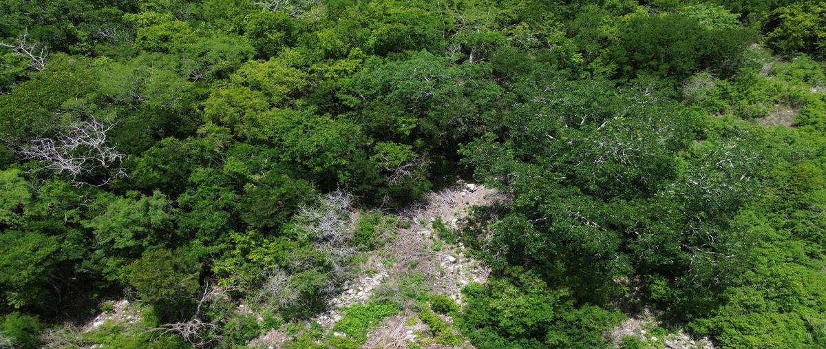 Foto de terreno habitacional en venta en  , dzidzilché, mérida, yucatán, 0 No. 05