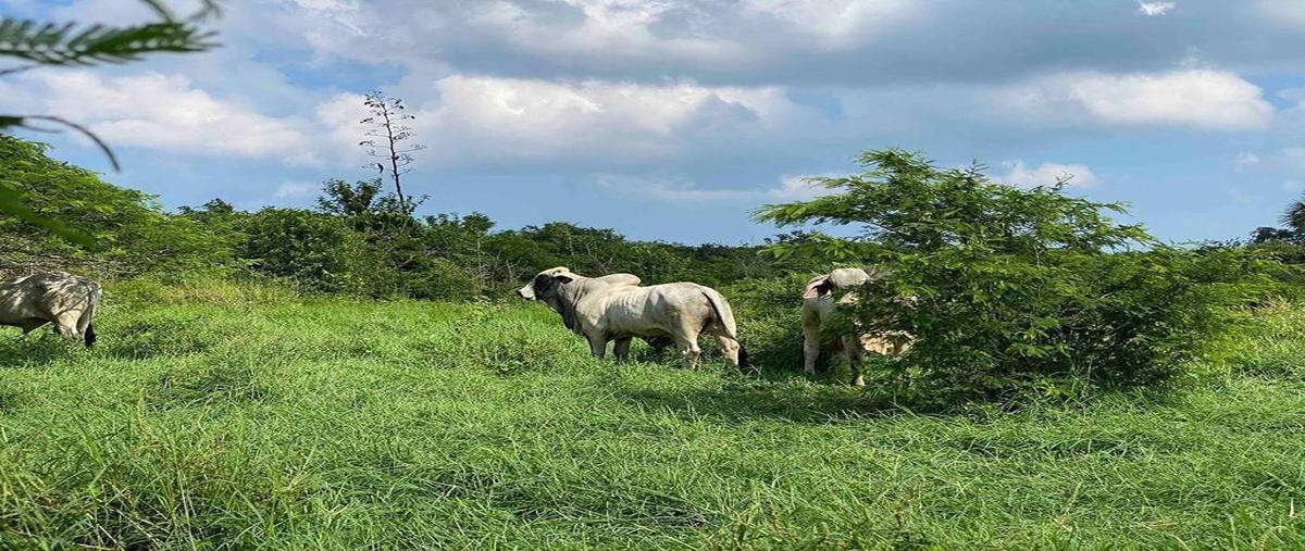 Foto de rancho en venta en  , dzilam de bravo, dzilam de bravo, yucatán, 27688224 No. 04