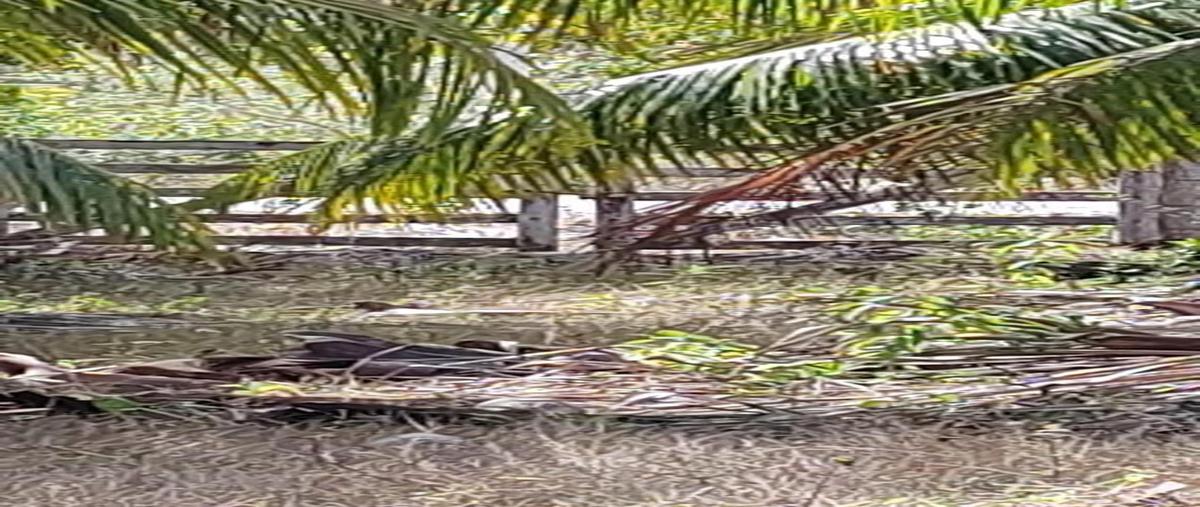 Foto de terreno habitacional en venta en  , dzilam de bravo, dzilam de bravo, yucatán, 0 No. 05