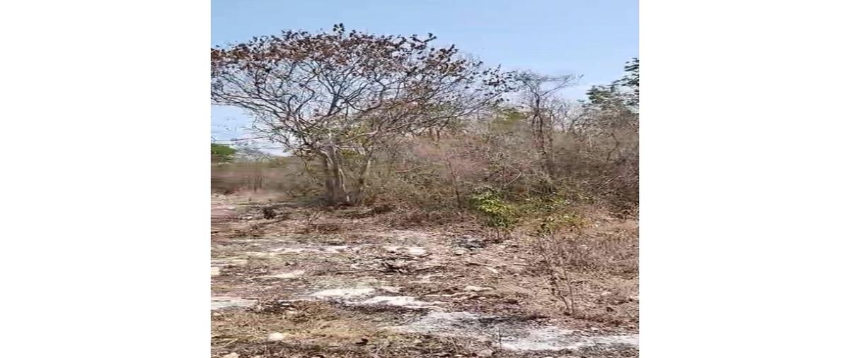 Foto de terreno habitacional en venta en  , dzitya, mérida, yucatán, 0 No. 03