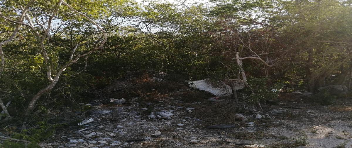 Foto de terreno habitacional en venta en  , dzitya, mérida, yucatán, 30478246 No. 04