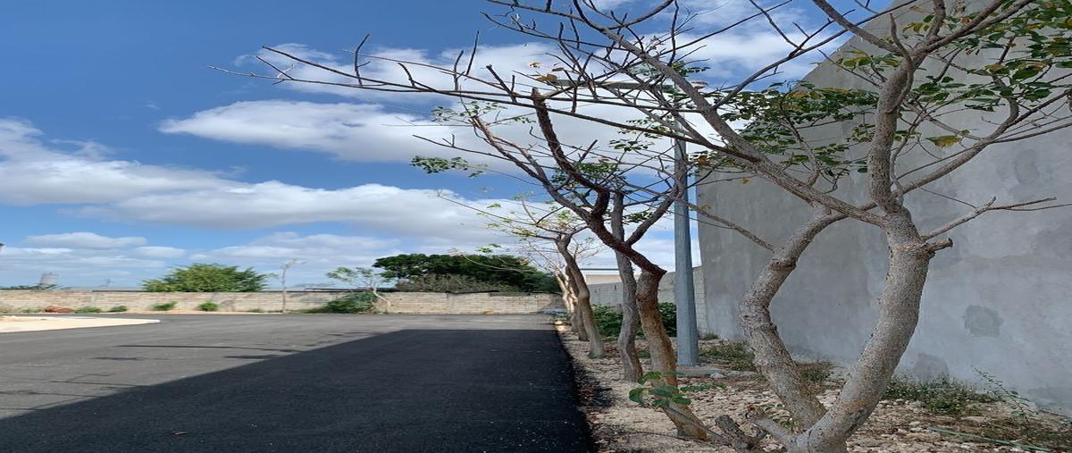 Foto de terreno habitacional en venta en  , dzitya, mérida, yucatán, 0 No. 03