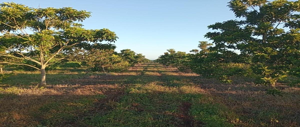 Foto de rancho en e.c. maní , oxkutzcab, oxkutzcab, yucatán, 0 foto 01 Foto de rancho en venta en e.c. maní , oxkutzcab, oxkutzcab, yucatán, 0 No. 01