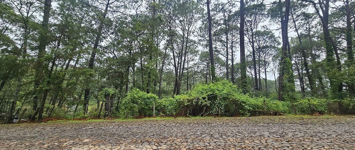 Foto de terreno habitacional en eduardo montaño sahagon , mazamitla, mazamitla, jalisco, 0 foto 06 Foto de terreno habitacional en venta en eduardo montaño sahagon , mazamitla, mazamitla, jalisco, 0 No. 06