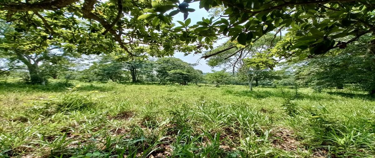 Foto de rancho en ejido kilometro 43 , tancoco, tancoco, veracruz de ignacio de la llave, 0 foto 03 Foto de rancho en venta en ejido kilometro 43 , tancoco, tancoco, veracruz de ignacio de la llave, 0 No. 03