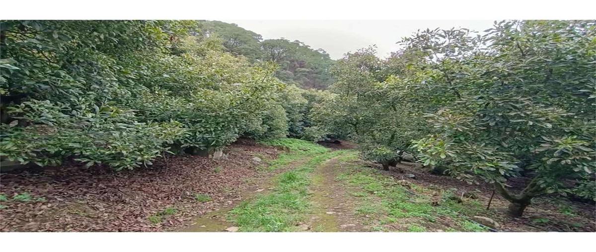 Foto de local en venta en  , el arenal, cotija, michoacán de ocampo, 27859488 No. 04
