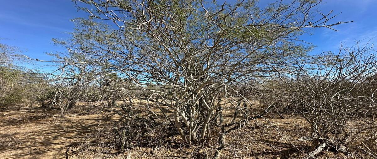 Foto de terreno habitacional en , el carrizal, la paz, baja california sur, 0 foto 01 Foto de terreno habitacional en venta en , el carrizal, la paz, baja california sur, 0 No. 01