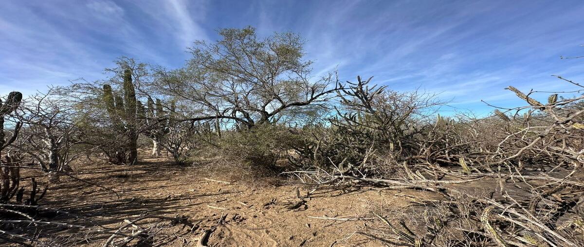 Foto de terreno habitacional en , el carrizal, la paz, baja california sur, 0 foto 03 Foto de terreno habitacional en venta en , el carrizal, la paz, baja california sur, 0 No. 03