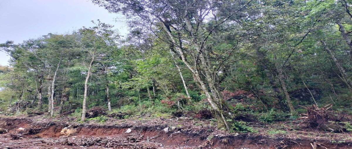 Foto de terreno habitacional en venta en el carrizalito , maría auxiliadora, san cristóbal de las casas, chiapas, 0 No. 03