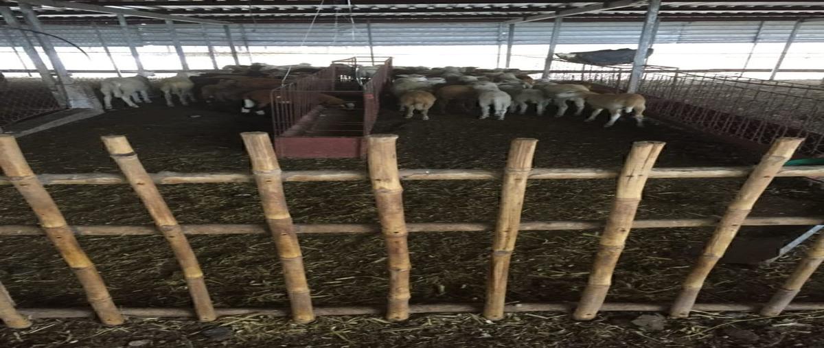 Foto de rancho en venta en el dorado , el dorado, carmen, campeche, 0 No. 05