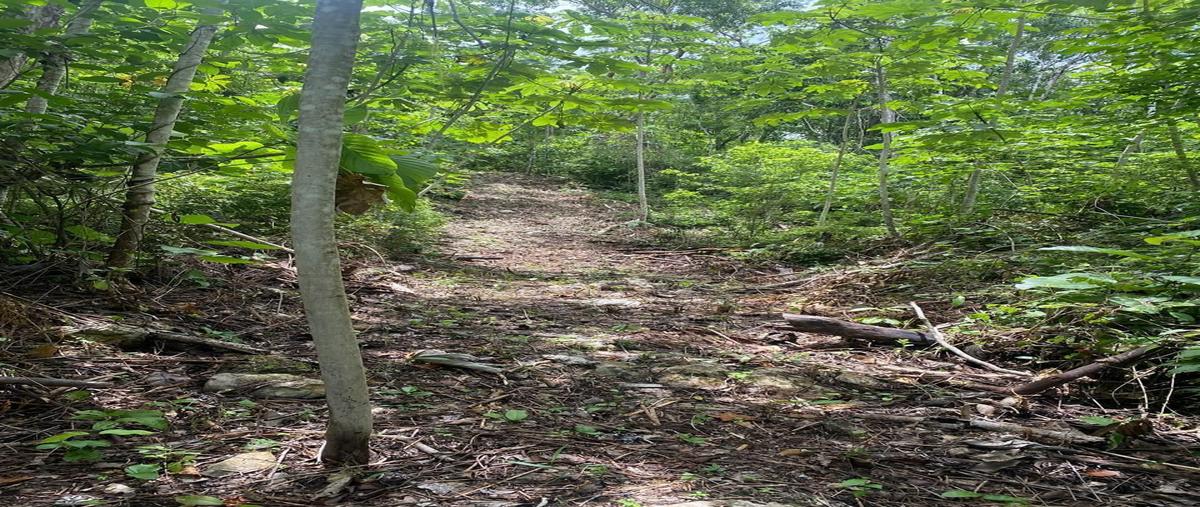 Foto de terreno habitacional en venta en  , el escondido, tzucacab, yucatán, 0 No. 03