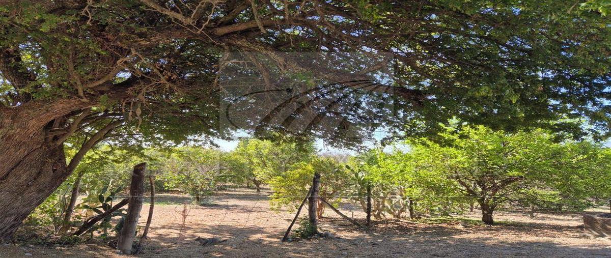 Foto de terreno habitacional en venta en  , el fraile, montemorelos, nuevo león, 0 No. 05