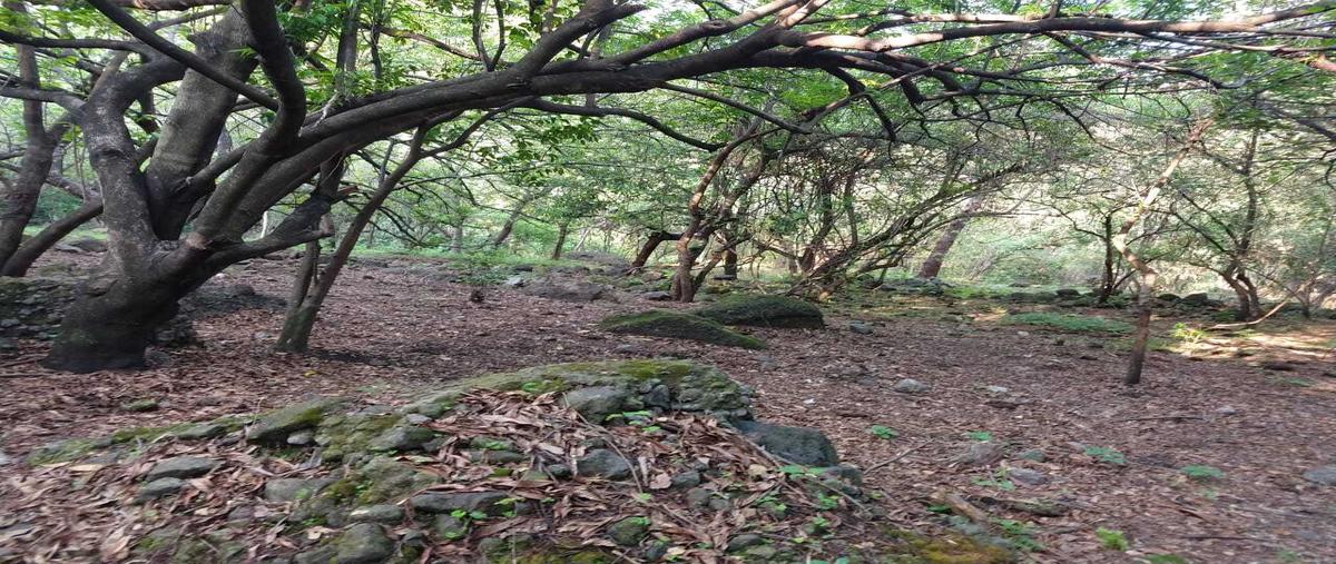 Foto de terreno habitacional en , el golan, tlayacapan, morelos, 0 foto 02 Foto de terreno habitacional en venta en , el golan, tlayacapan, morelos, 0 No. 02