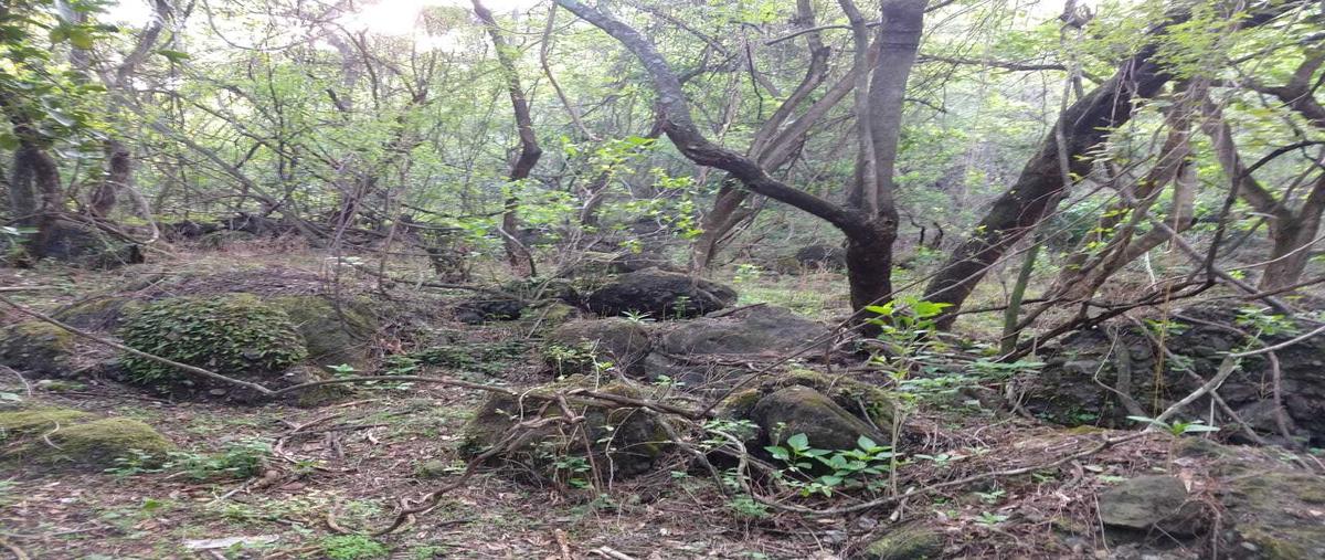Foto de terreno habitacional en , el golan, tlayacapan, morelos, 0 foto 05 Foto de terreno habitacional en venta en , el golan, tlayacapan, morelos, 0 No. 05