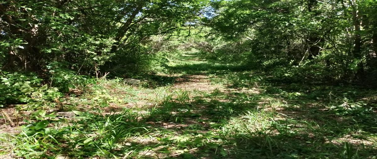 Foto de rancho en venta en el guayabo , soto la marina centro, soto la marina, tamaulipas, 0 No. 05