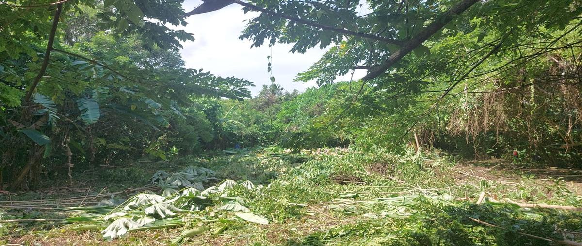 Foto de terreno habitacional en renta en  , el limón, paraíso, tabasco, 0 No. 04