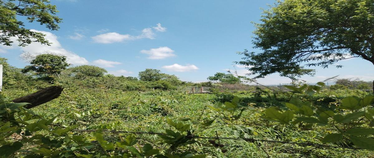 Foto de terreno habitacional en , el palmar, berriozábal, chiapas, 26724479 foto 05 Foto de terreno habitacional en venta en , el palmar, berriozábal, chiapas, 26724479 No. 05