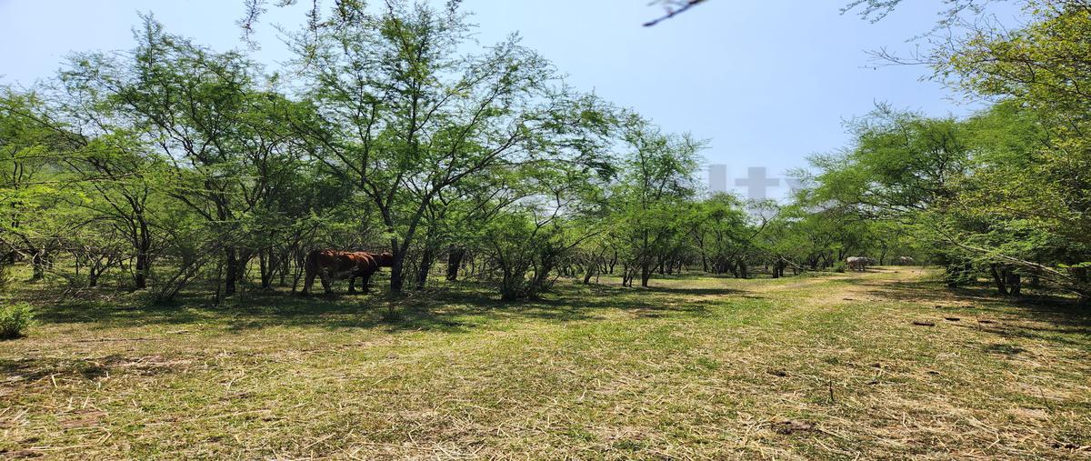 Foto de rancho en , el pastor, montemorelos, nuevo león, 31482052 foto 05 Foto de rancho en venta en , el pastor, montemorelos, nuevo león, 31482052 No. 05