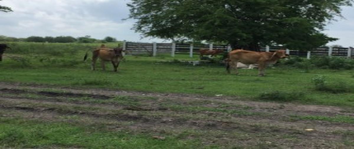 Foto de rancho en el remanso huasteco , tanjuco, pánuco, veracruz de ignacio de la llave, 28622762 foto 05 Foto de rancho en venta en el remanso huasteco , tanjuco, pánuco, veracruz de ignacio de la llave, 28622762 No. 05