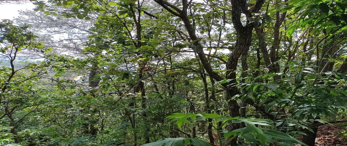 Foto de terreno habitacional en venta en el santuario , san gaspar, valle de bravo, méxico, 28453607 No. 04