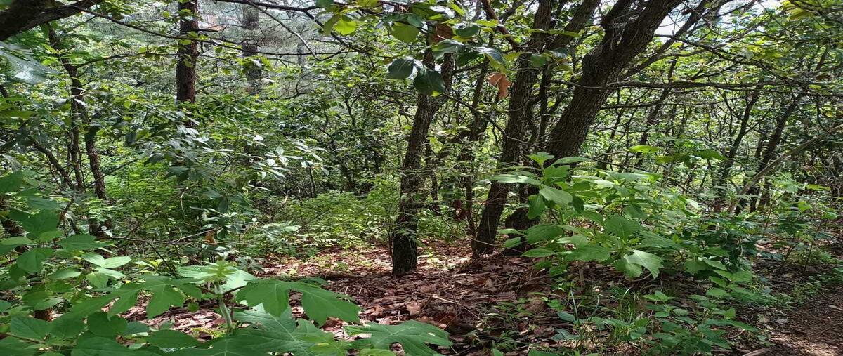 Foto de terreno habitacional en venta en el santuario , san gaspar, valle de bravo, méxico, 28453607 No. 05