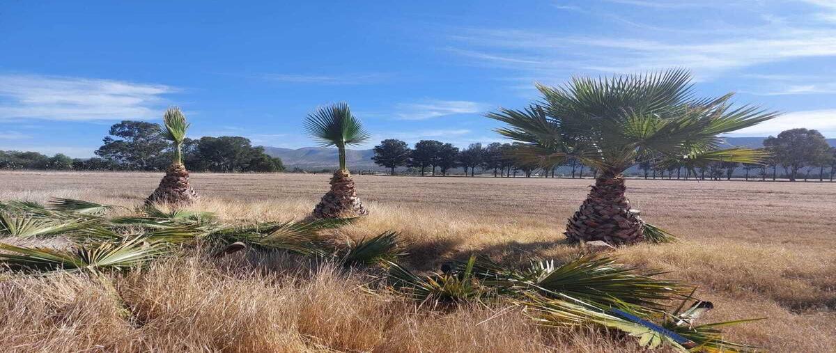 Foto de rancho en venta en  , el saucito, san luis de la paz, guanajuato, 0 No. 03