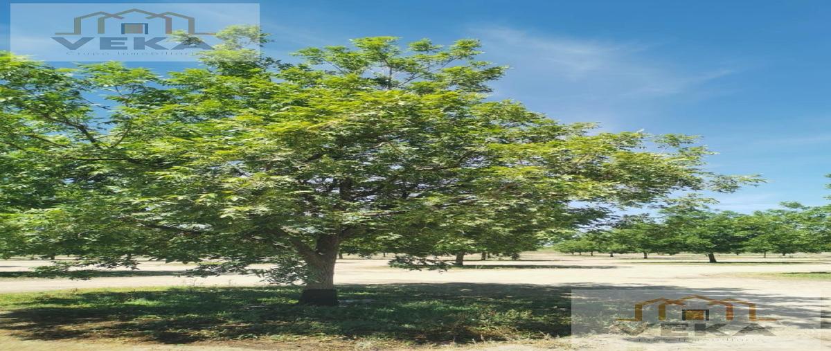 Foto de rancho en , el sáuz, chihuahua, chihuahua, 29394629 foto 03 Foto de rancho en venta en , el sáuz, chihuahua, chihuahua, 29394629 No. 03